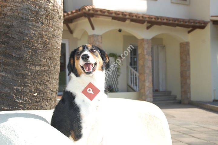 VET AQUÍ veterinaris