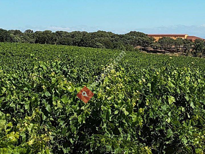 Vile La Finca