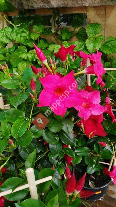 Viveros La Roca Navalagamella