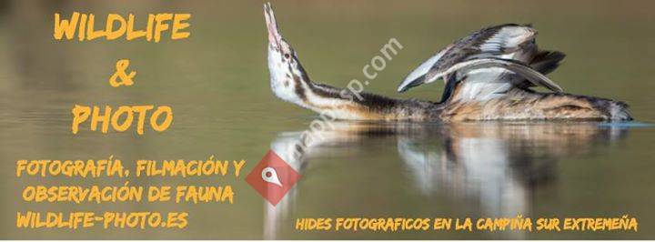 Wildlife & Photo