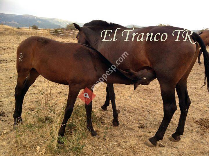 Yeguada El Tranco TR