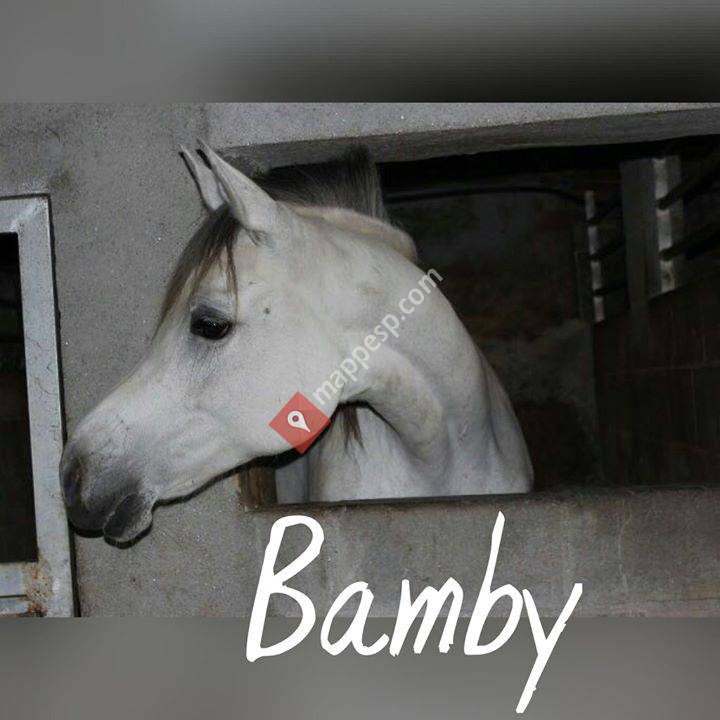 Yeguada O Couto de Arabians